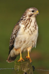 Buizerd (Buteo buteo), Arkemheen